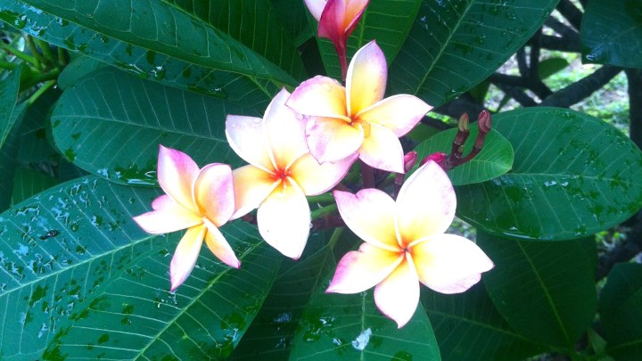 Vientiane, ville fleurie