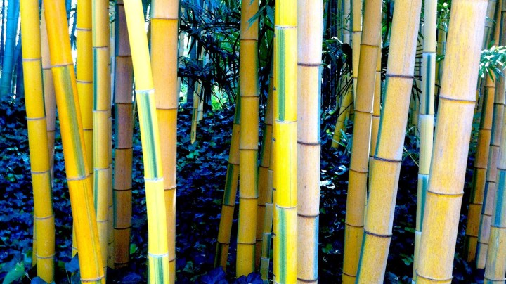 La Bambouseraie d&rsquo;Anduze