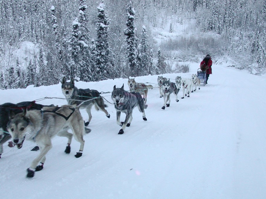 chiens-de-traineau-alaska