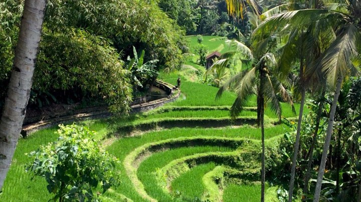 Escapade à Ubud