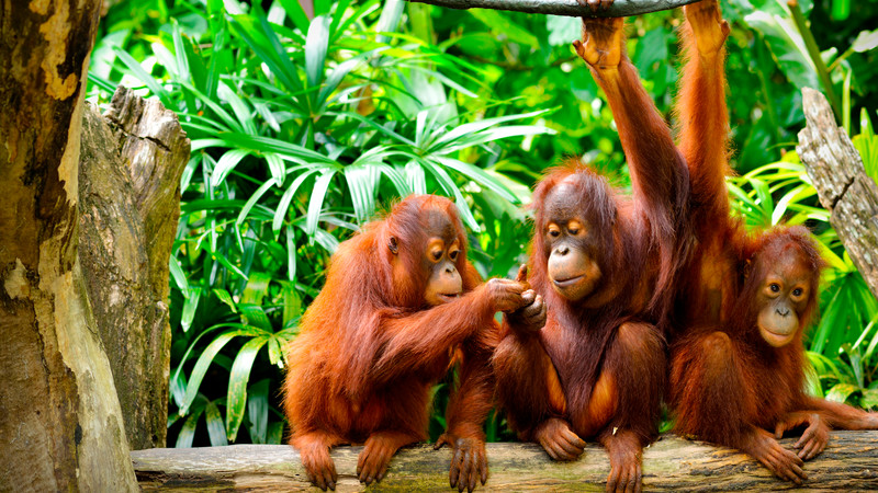 Borneo Orangutans