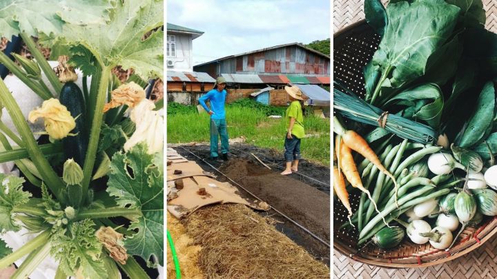 Kokkoya Organics : les veggie box débarquent à Yangon&nbsp;!