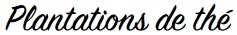 Plantations de thé