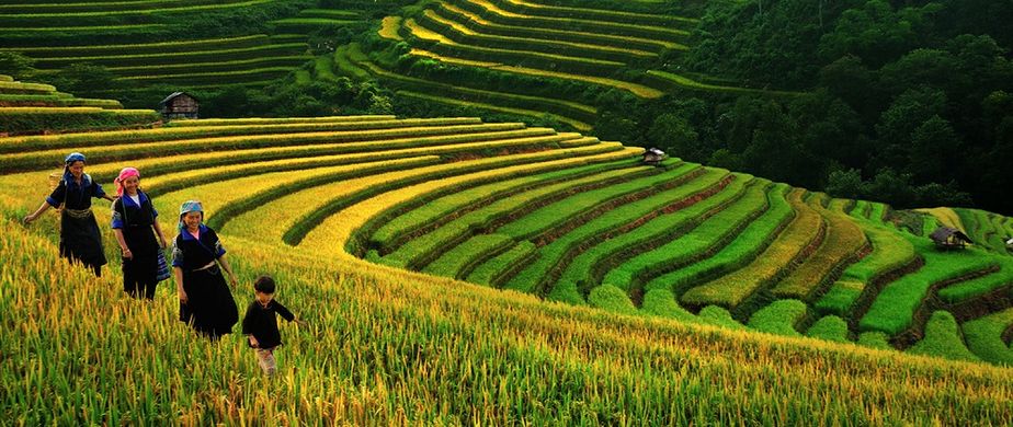 http_sapatoursfromhanoi.comwp-contentuploads201610sapa-terraced-rice-fields