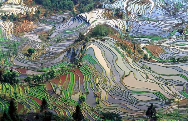 https_upload.wikimedia.orgwikipediacommons770terrace_field_yunnan_china_denoised